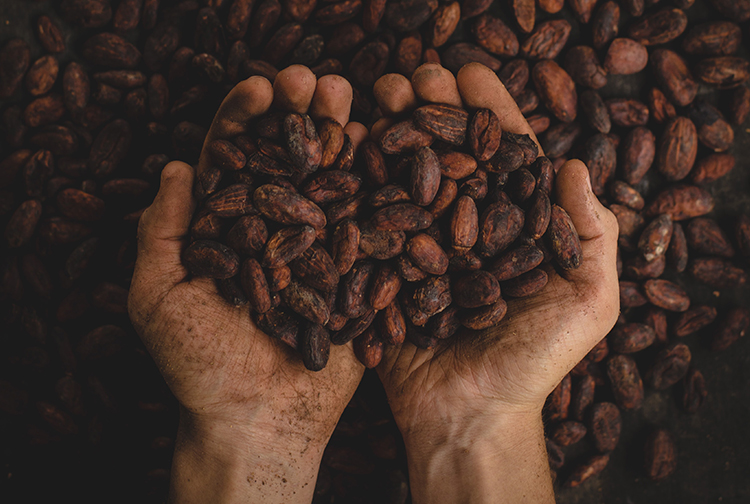 CACAO_2C2