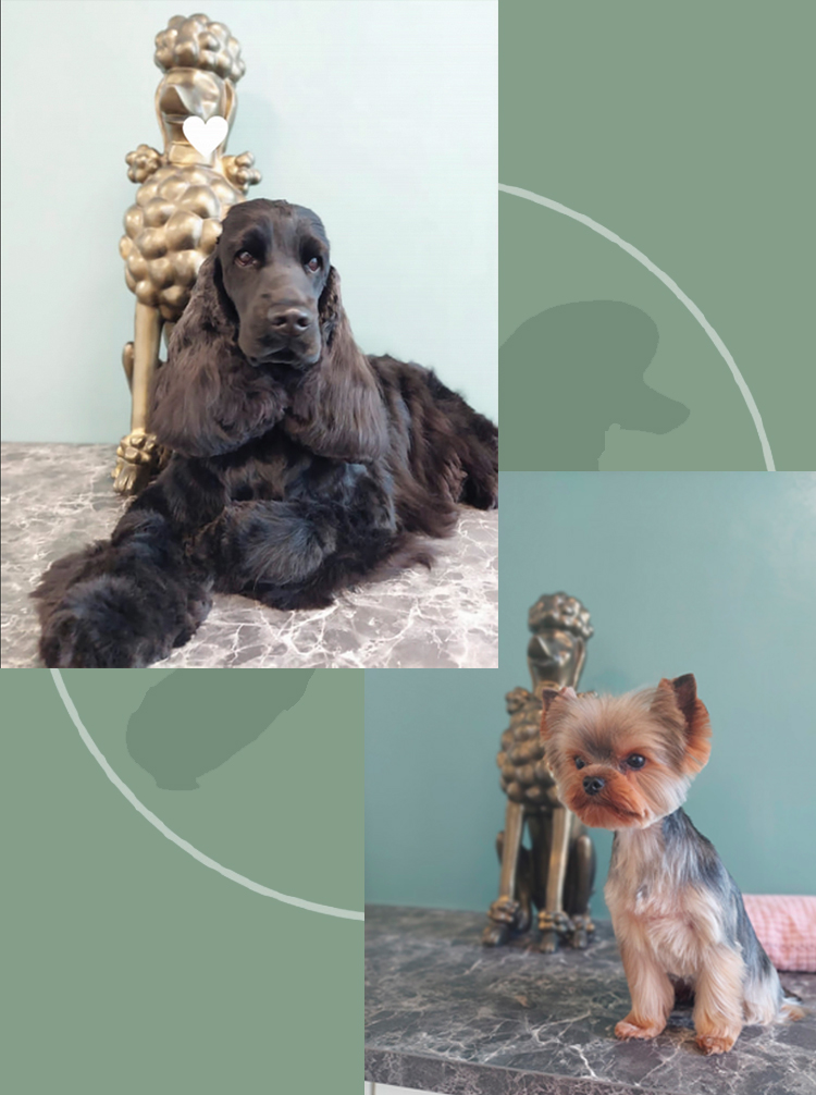 photo-chiens-montage