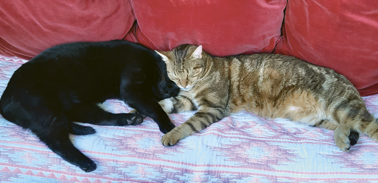 chats